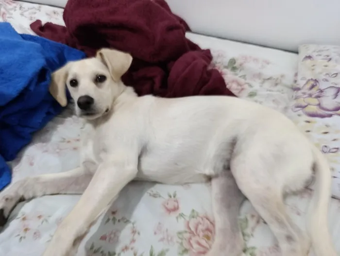 Cachorro raça Labrador idade 2 a 6 meses nome Kiara