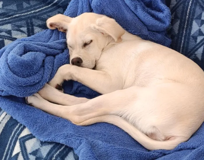 Cachorro raça Labrador idade 2 a 6 meses nome Kiara