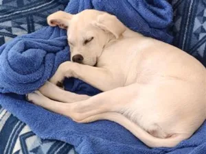 Cachorro raça Labrador idade 2 a 6 meses nome Kiara