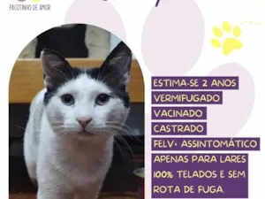 Gato raça SRD-ViraLata idade 2 anos nome Jimmy