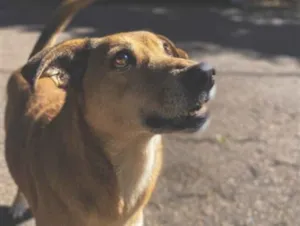 Cachorro raça SRD-ViraLata idade 6 ou mais anos nome Kiara
