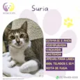 Suria