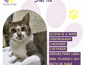 Gato raça SRD-ViraLata idade 2 anos nome Suria