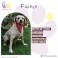 Popeye