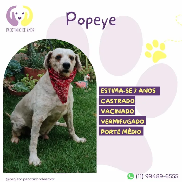 Cachorro raça SRD-ViraLata idade 6 ou mais anos nome Popeye