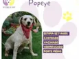 Popeye