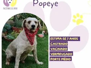 Cachorro raça SRD-ViraLata idade 6 ou mais anos nome Popeye