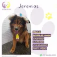 Jeremias