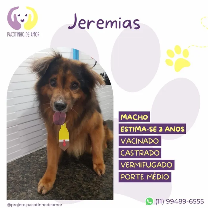 Cachorro raça SRD-ViraLata idade 3 anos nome Jeremias