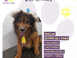 Cachorro raça SRD-ViraLata idade 3 anos nome Jeremias