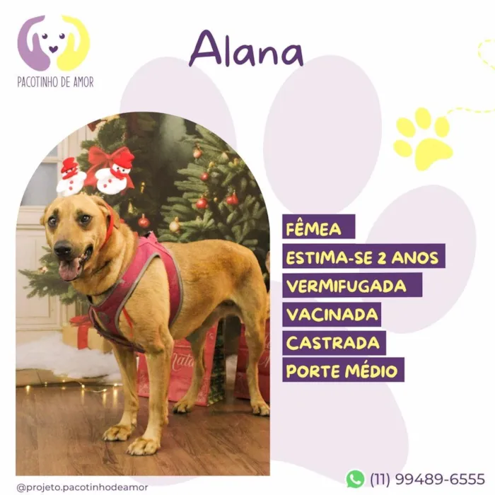 Cachorro raça SRD-ViraLata idade 2 anos nome Alana
