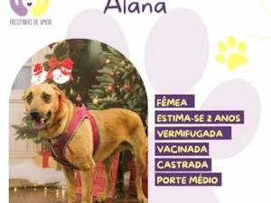 Cachorro raça SRD-ViraLata idade 2 anos nome Alana