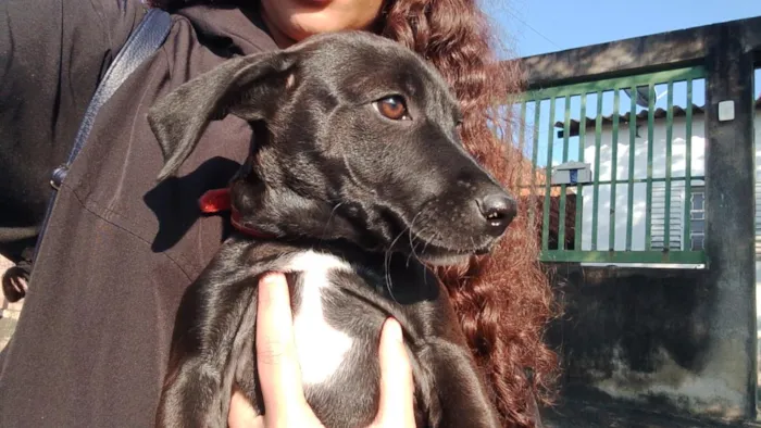 Cachorro raça SRD-ViraLata idade 2 a 6 meses nome sun/sol