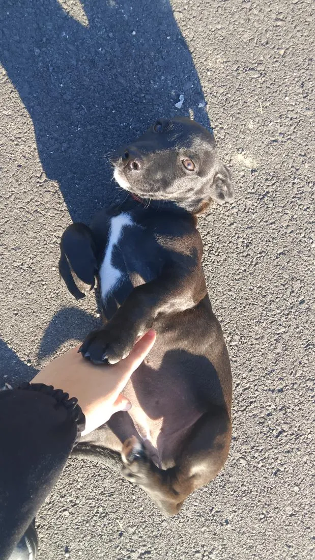 Cachorro raça SRD-ViraLata idade 2 a 6 meses nome sun/sol