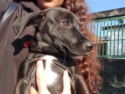 Cachorro raça SRD-ViraLata idade 2 a 6 meses nome sun/sol