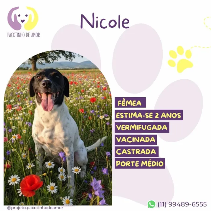 Cachorro raça SRD-ViraLata idade 2 anos nome Nicole