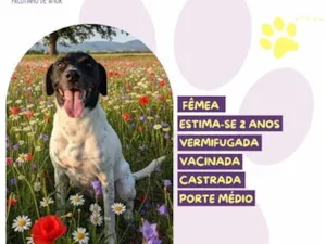 Cachorro raça SRD-ViraLata idade 2 anos nome Nicole