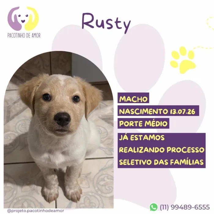 Cachorro raça SRD-ViraLata idade 2 a 6 meses nome Rusty