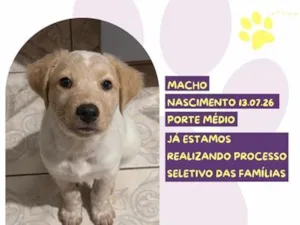 Cachorro raça SRD-ViraLata idade 2 a 6 meses nome Rusty