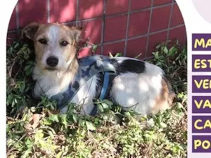 Cachorro raça SRD-ViraLata idade 1 ano nome Frajola