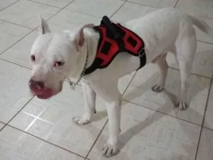 Cachorro raça Pit-Bull idade 4 anos nome Berllyn 