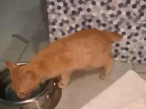 Gato raça SRD-ViraLata idade 2 a 6 meses nome Biscof