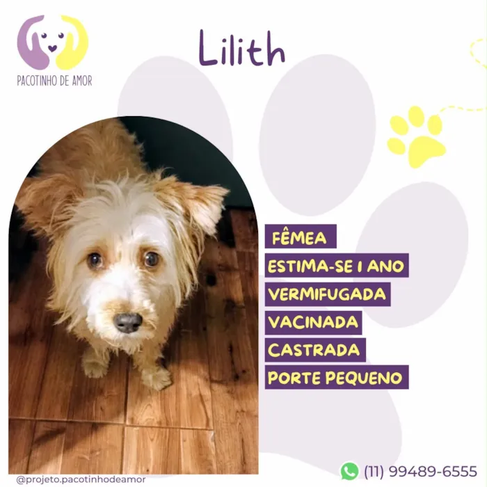 Cachorro raça SRD-ViraLata idade 1 ano nome Lilith
