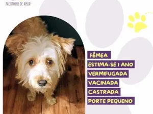 Cachorro raça SRD-ViraLata idade 1 ano nome Lilith