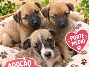 Cachorro raça SRD-ViraLata idade 2 a 6 meses nome florzinha , lindinha , e docinho