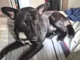Cachorro perdido 
