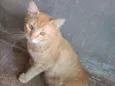 Leonardo