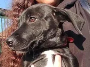 Cachorro raça SRD-ViraLata idade 2 a 6 meses nome sun/sol