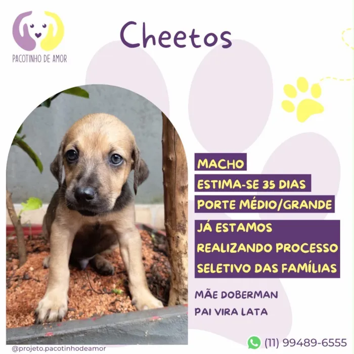 Cachorro raça SRD-ViraLata idade Abaixo de 2 meses nome Cheetos