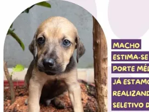 Cachorro raça SRD-ViraLata idade Abaixo de 2 meses nome Cheetos