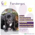 Fandangos