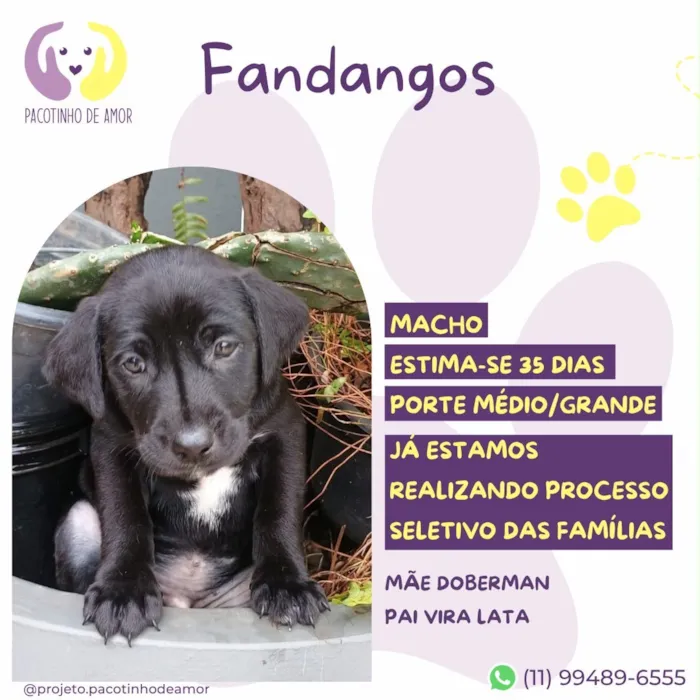 Cachorro raça SRD-ViraLata idade Abaixo de 2 meses nome Fandangos