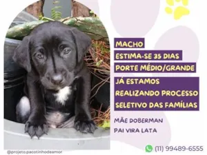 Cachorro raça SRD-ViraLata idade Abaixo de 2 meses nome Fandangos