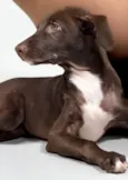 Mel