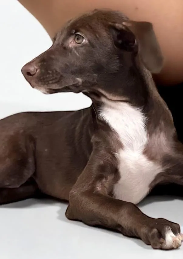 Cachorro raça SRD-ViraLata idade 1 ano nome Mel