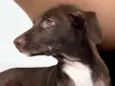 Mel