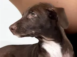 Cachorro raça SRD-ViraLata idade 1 ano nome Mel
