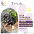 Torcida