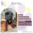 Ruffles