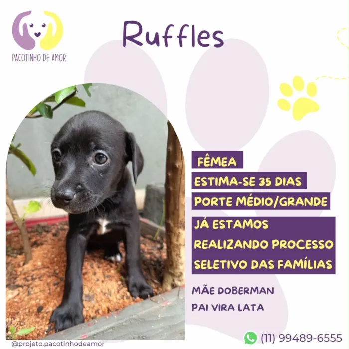 Cachorro raça SRD-ViraLata idade Abaixo de 2 meses nome Ruffles
