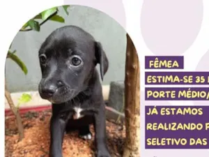 Cachorro raça SRD-ViraLata idade Abaixo de 2 meses nome Ruffles