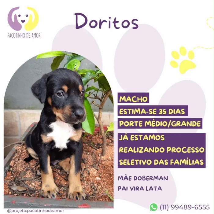 Cachorro raça SRD-ViraLata idade 2 a 6 meses nome Doritos
