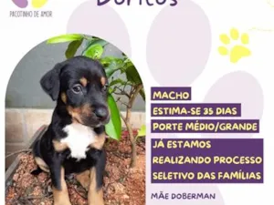 Cachorro raça SRD-ViraLata idade 2 a 6 meses nome Doritos
