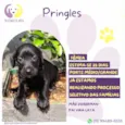 Pringles
