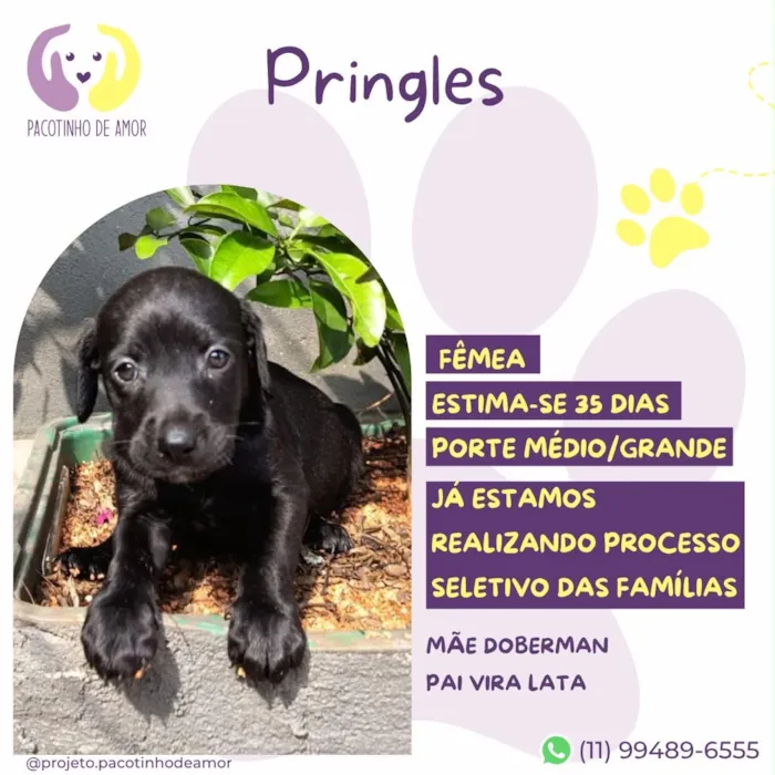 Cachorro raça SRD-ViraLata idade Abaixo de 2 meses nome Pringles