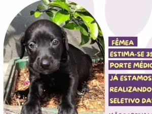 Cachorro raça SRD-ViraLata idade Abaixo de 2 meses nome Pringles